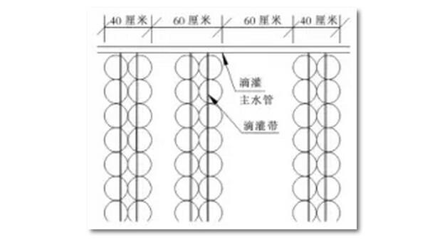供水系統(tǒng)通過將水庫與滴灌相結合來實現(xiàn)